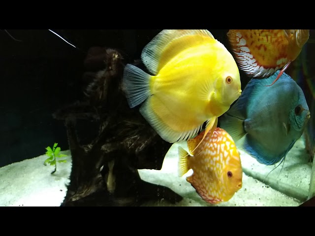 Discus fish aquarium