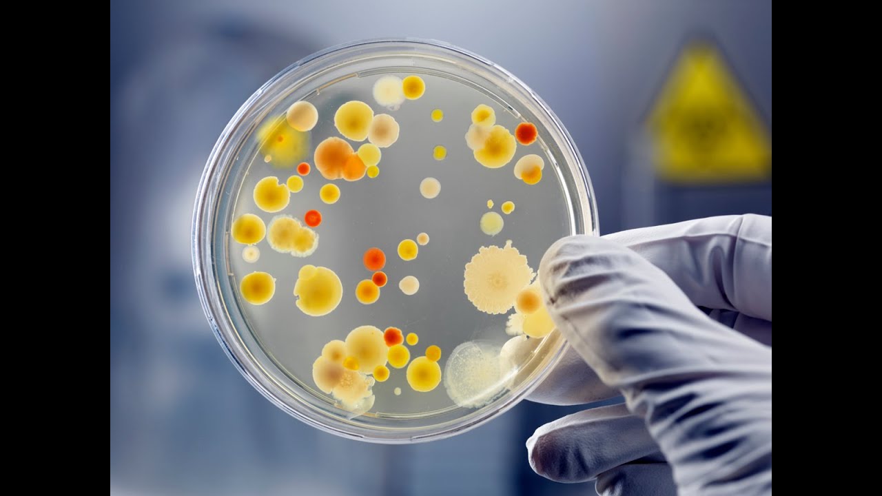 Preparo de diluições seriadas e Contagem de mesófilos aeróbios