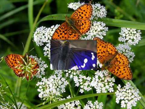 Marisa Monte _ Borboleta