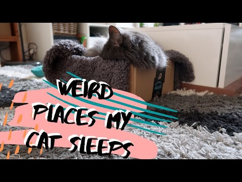 The Weirdest Places My Cat Sleeps