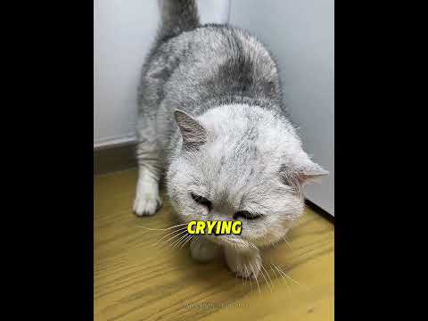 Everyone Was TERRIFIED Of This Cat 😿👀