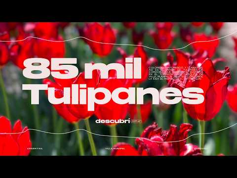 El Jardín de Tulipanes que todos quieren conocer en Córdoba