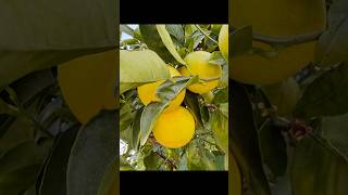 Sweet Gem in Mallorca 🍊NatGeo Valley of the Oranges Tour from Star Princess