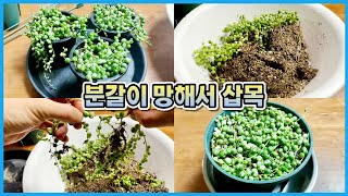 녹영(콩란) 분갈이 하다가 망해서 삽목했어요... 분갈이 하지마세요 제발 ㅜㅜ