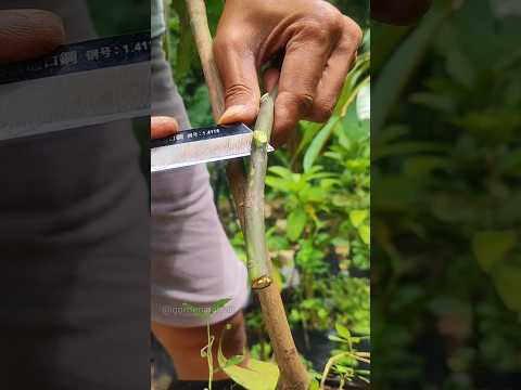 budding Method #graftingtechniques