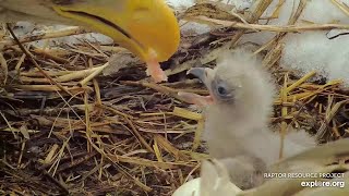 Decorah North  Welcome DN17  🙌🐣 First hatch of the season (explore.org 03 24 2024)