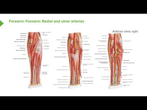 Radial and Ulnar Arteries – Overview of Arterial Supply to Upper Limb