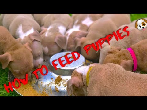 How to feed puppies 🐶‼️ (MUST WATCH) American bully especially