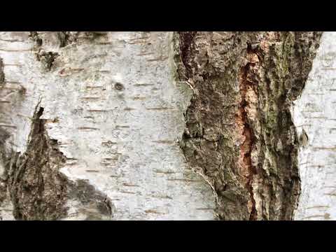 Silver Birch (Betula pendula) - bark close up - March 2018