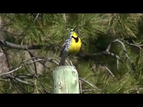 Lúčnik žltohrdlý (Sturnella neglecta) — spev a hlas v prírode