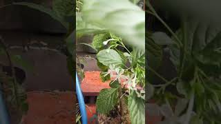 Download lagu Manfaat DAUN KEJI BELING Untuk Kesehatan #daunkejibeling #manfaatdaunkejibeling mp3 Download lagu Manfaat DAUN KEJI BELING Untuk Kesehatan #daunkejibeling #manfaatdaunkejibeling mp3