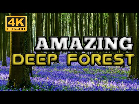 Amazing Deep Forest | Nature Forest 4k Nature Scenery Beautiful Relaxing Music | Meditation Music