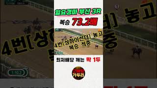 가두리의 고배당 픽!!!🎯경마🟢 경마 고배당🟢 서울경마🟡부산경마🔵제주 경마