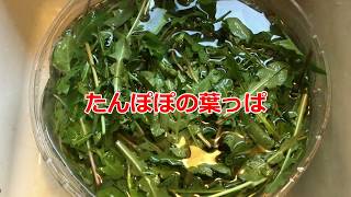 たんぽぽを調理して食べてみた！【ベイビーベアクッキング】/eat dandelion!