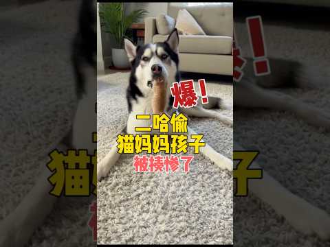 二哈偷偷叼走猫媽的孩子玩，不料被猫媽抓個正著，下一秒大家別笑 #funny #萌宠 #pets #cute#哈士奇 #husky #shorts