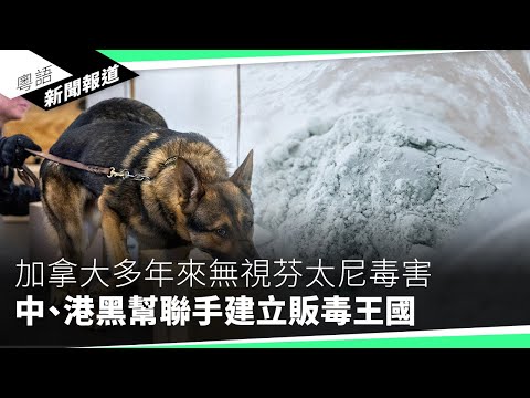 小粉紅挑釁港人：「解放軍踏到香港時你就知道甚麼是中國了」｜粵語新聞報道（12-02-2024）