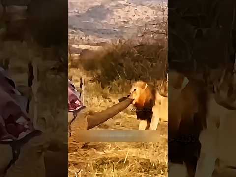 وليمة العمر… طلعت فخ  😳🦁