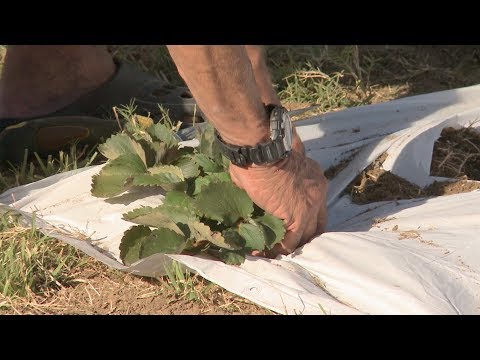 Moving and Renovating Strawberries – Family Plot