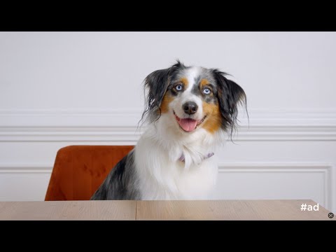 Confessions d'animaux avec dylan et artemis
