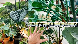 초대형 파스타짜넘 교정했더니 인물이 사네요!! 거실정원에 입성한 대형식물!!