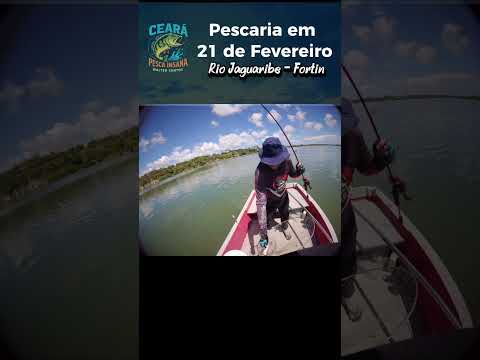PESCADA AMARELA DO RIO JAGUARIBE - FORTIM NO CAMARÃO VIVO