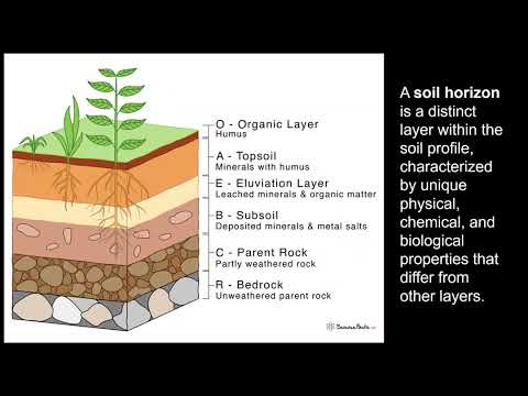 Soil Profiles and Horizons