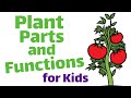 Plant Parts And Functions For Kids