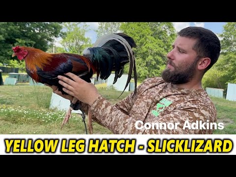 Yellow Leg Hatch Sweater Slick Lizard Farm in Alabama