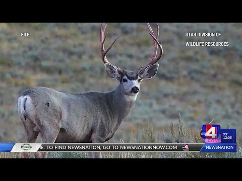 DWR issues additional antlerless elk permits, makes changes ...