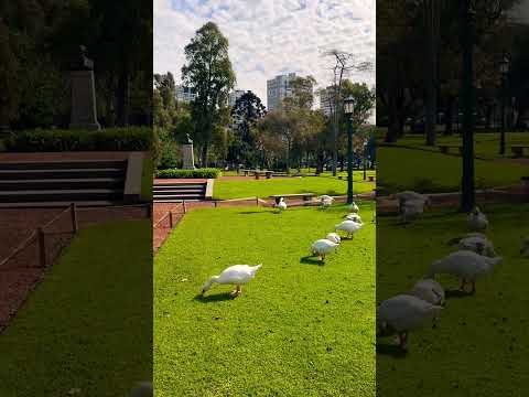 Los cisnes del Rosedal de #palermo están comiendo lo más bien del pasto bajo el sol #shorts #bsas