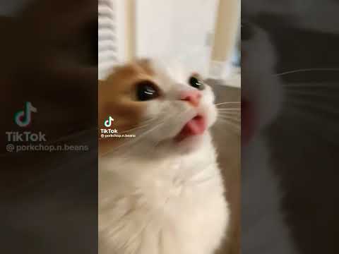 Harika kedicik oyun çıkartıyor Great kitty playing Grande gatinho brincando Tolles Katzenspiel 😊🤗😜😻