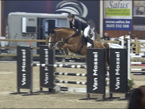 Okawango v. Ogano Sitte - Cornet Obolensky, OS , Hengst gekört  * 2018