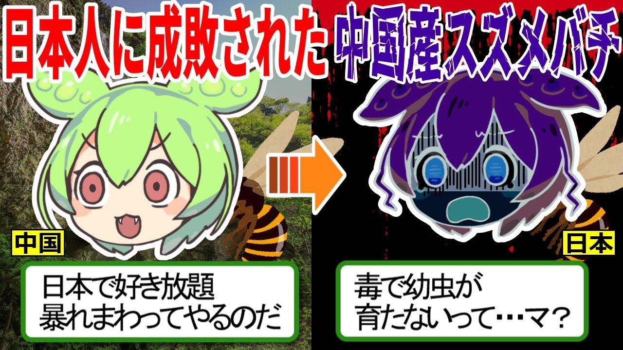 日本人に成敗された中国産スズメバチ【ずんだもん ゆっくり解説　ツマアカスズメバチ　オオスズメバチ】