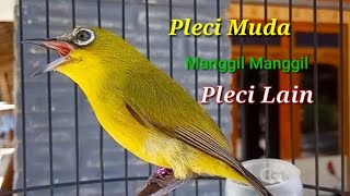 Download lagu Pleci Muda Bahan Belajar Bunyi Manggil Pleci Lain... mp3