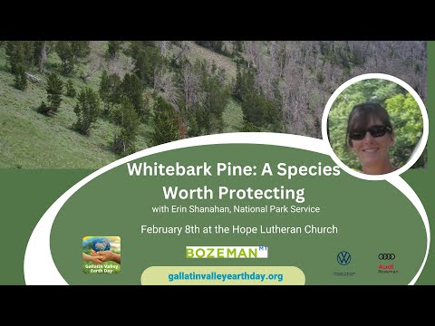 Whitebark Pine: a Species Worth Protecting with Erin Shanahan, National Park Service