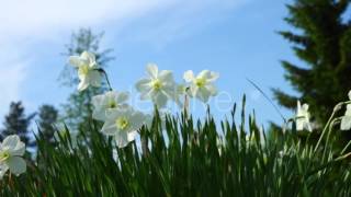 Download lagu Tender White Narcissus Flowers in Grass mp3 Download lagu Tender White Narcissus Flowers in Grass mp3