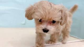 ハーフ犬の動画01