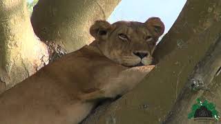 Trek Gorilla Safaris - 128