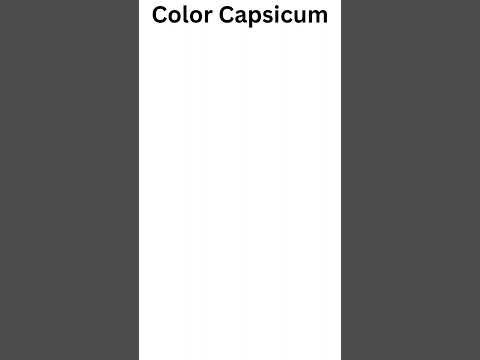 A grade superior red & yellow capsicum / colour capsicum / o...