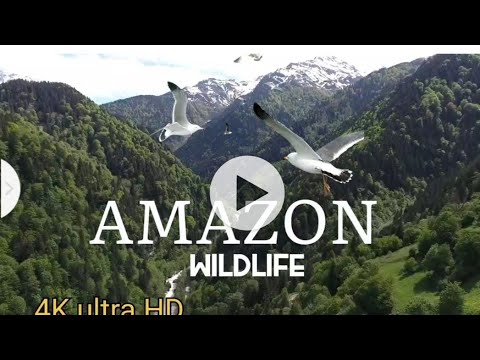 4K Amazon- The World’s Largest Tropical Rainforest Part 2 | Jungle Sounds | Scenic relation Film