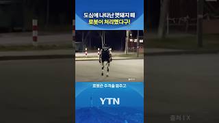 흔한 멧돼지 퇴치법 #shorts / YTN