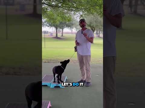 How to Stop Your Dog’s Separation Anxiety with Calm Structure