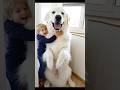 Cute Big Dog Cute Giant Big Dog Giantdog Bigdog