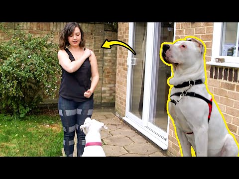 How to Train a Deaf Dog
