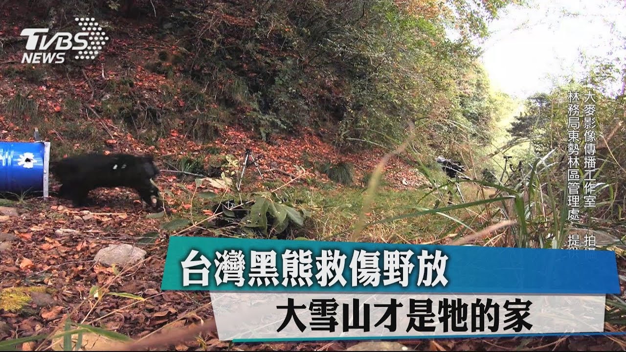 首例!台灣黑熊救傷 裝鐵桶扛上大雪山