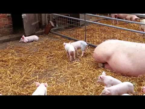 TESTVIDEO FERKEL - Besuch Demeter Bio Hof Ahrensburg mit Nina