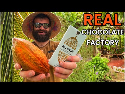 Where chocolate comes from