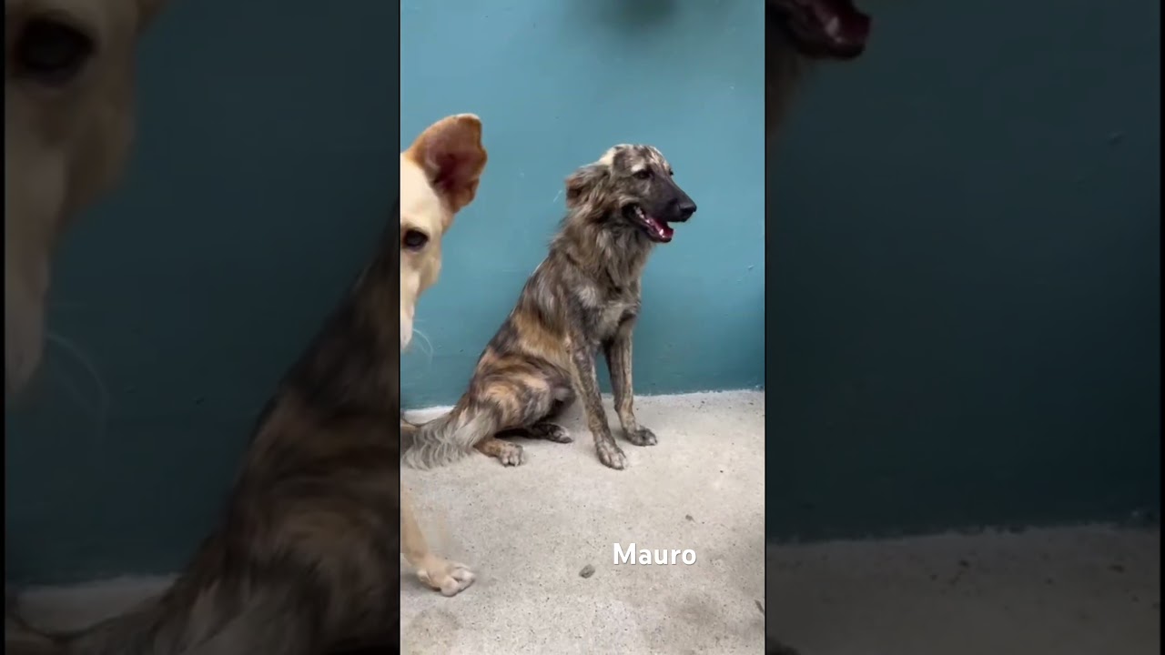 Enlarge Mauro, a ADOPTABLE mixed breed in washington, CT video 6/6