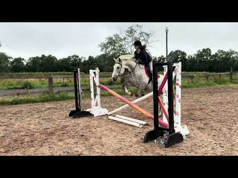 15.1 Irish Draught Gelding - Image 2