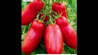 Tomaten San Marzano aus Pulia Italia